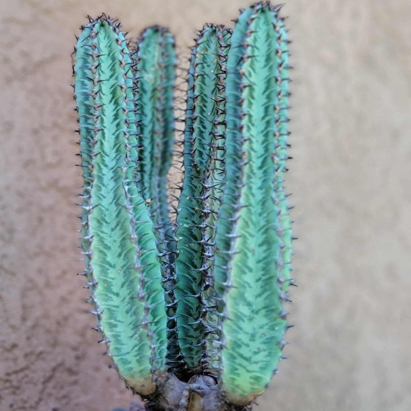 Euphorbia confinalis ssp. Rhodesia variegata 'Zebra' x 4 – Lebombo Euphorbia