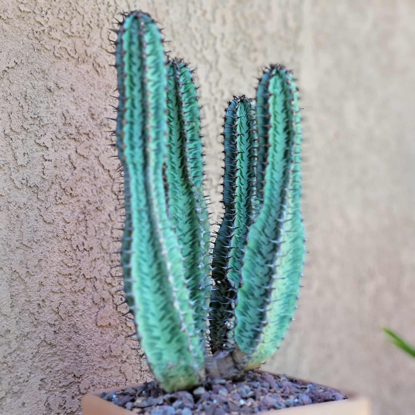Euphorbia confinalis ssp. Rhodesia variegata 'Zebra' x 4 – Lebombo Euphorbia