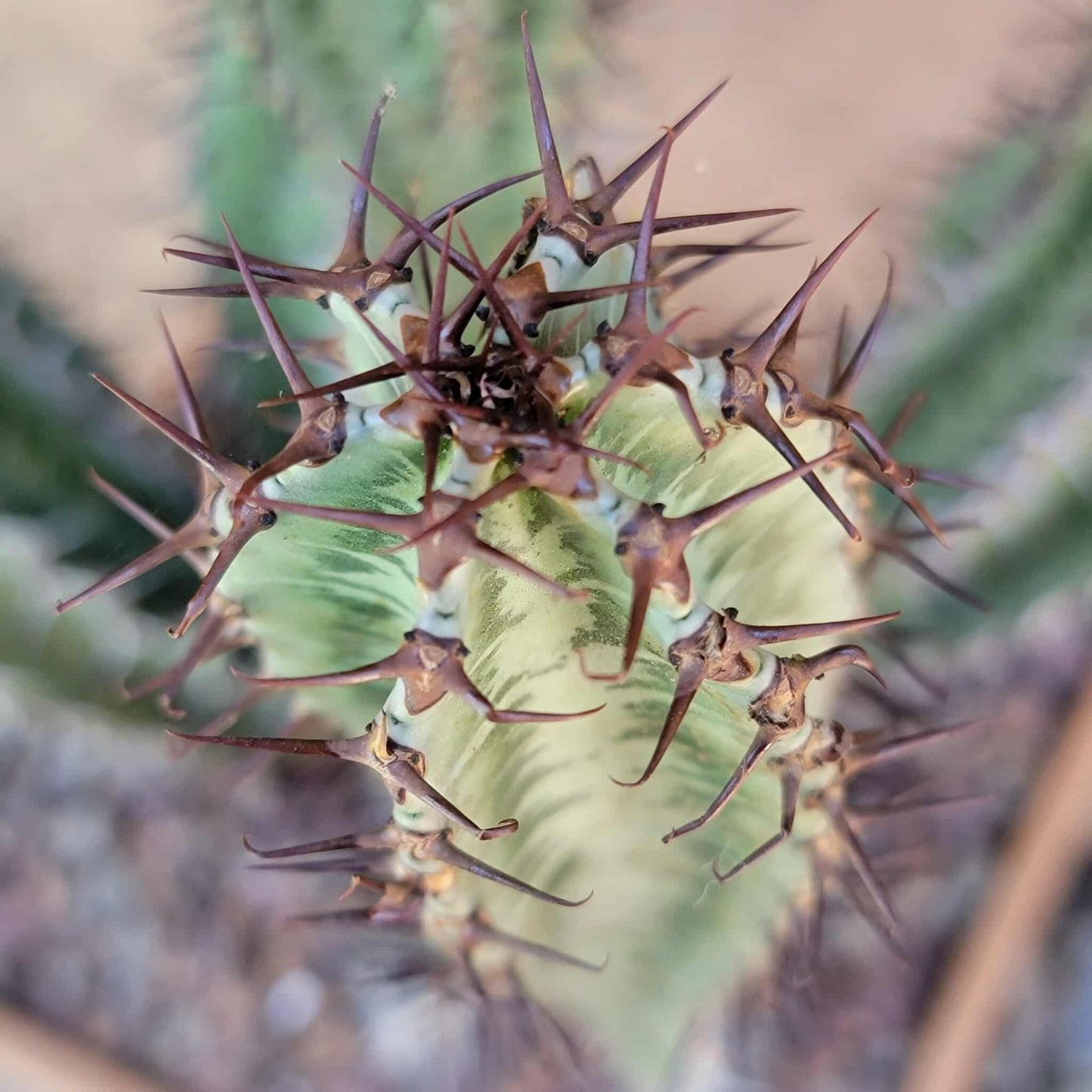 Euphorbia confinalis ssp. Rhodesia variegata 'Zebra' x 4 – Lebombo Euphorbia