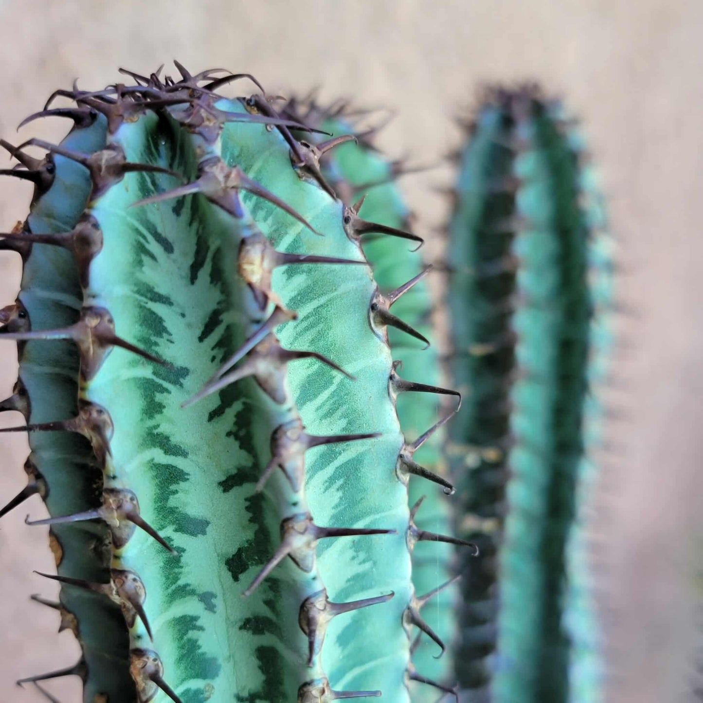 Euphorbia confinalis ssp. Rhodesia variegata 'Zebra' x 4 – Lebombo Euphorbia