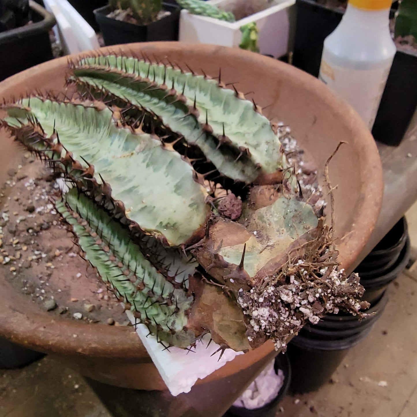 Variegated Euphorbia Confinalis