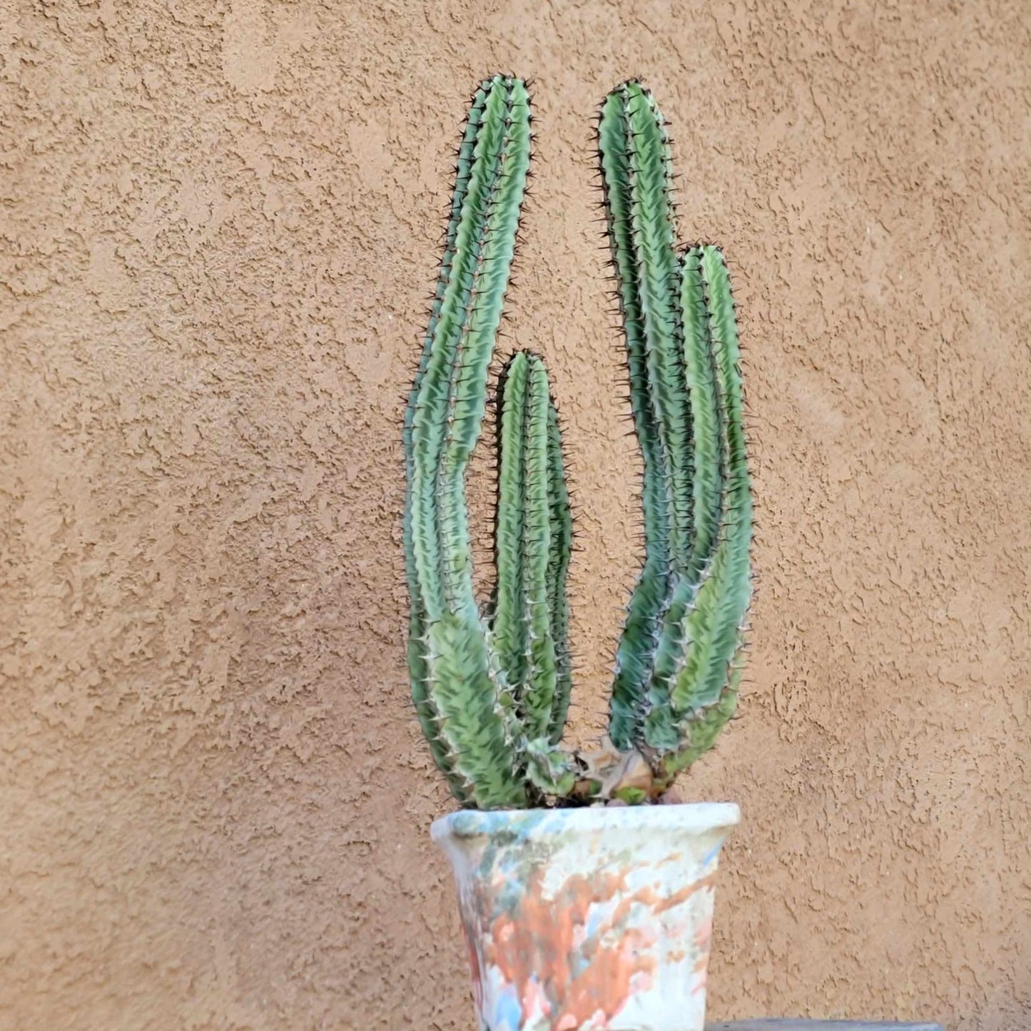 Euphorbia confinalis ssp. Rhodesia x 5 – Lebombo Euphorbia