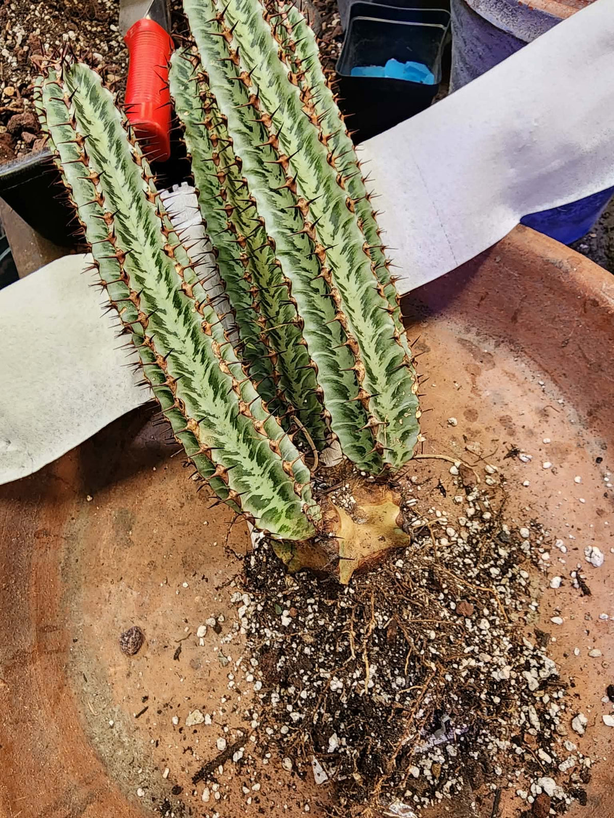 Euphorbia confinalis subsp. rhodesia variegata 'Zebra' x 5