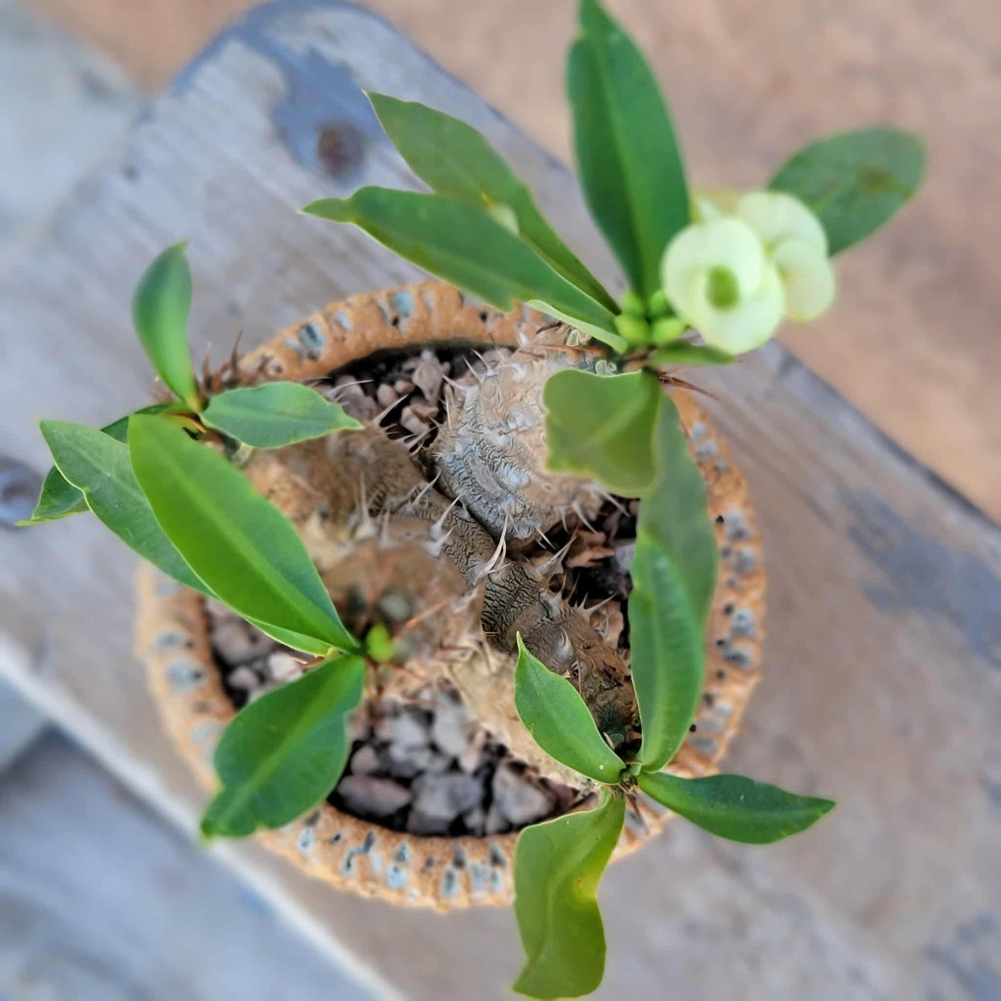 Euphorbia cv. parvi-medusae