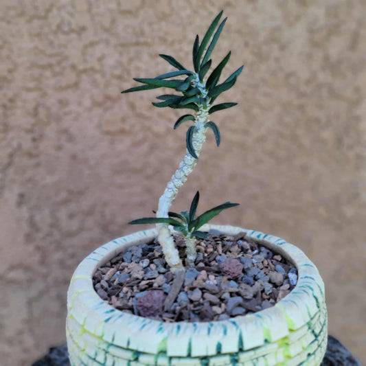 Euphorbia cylindrifolia