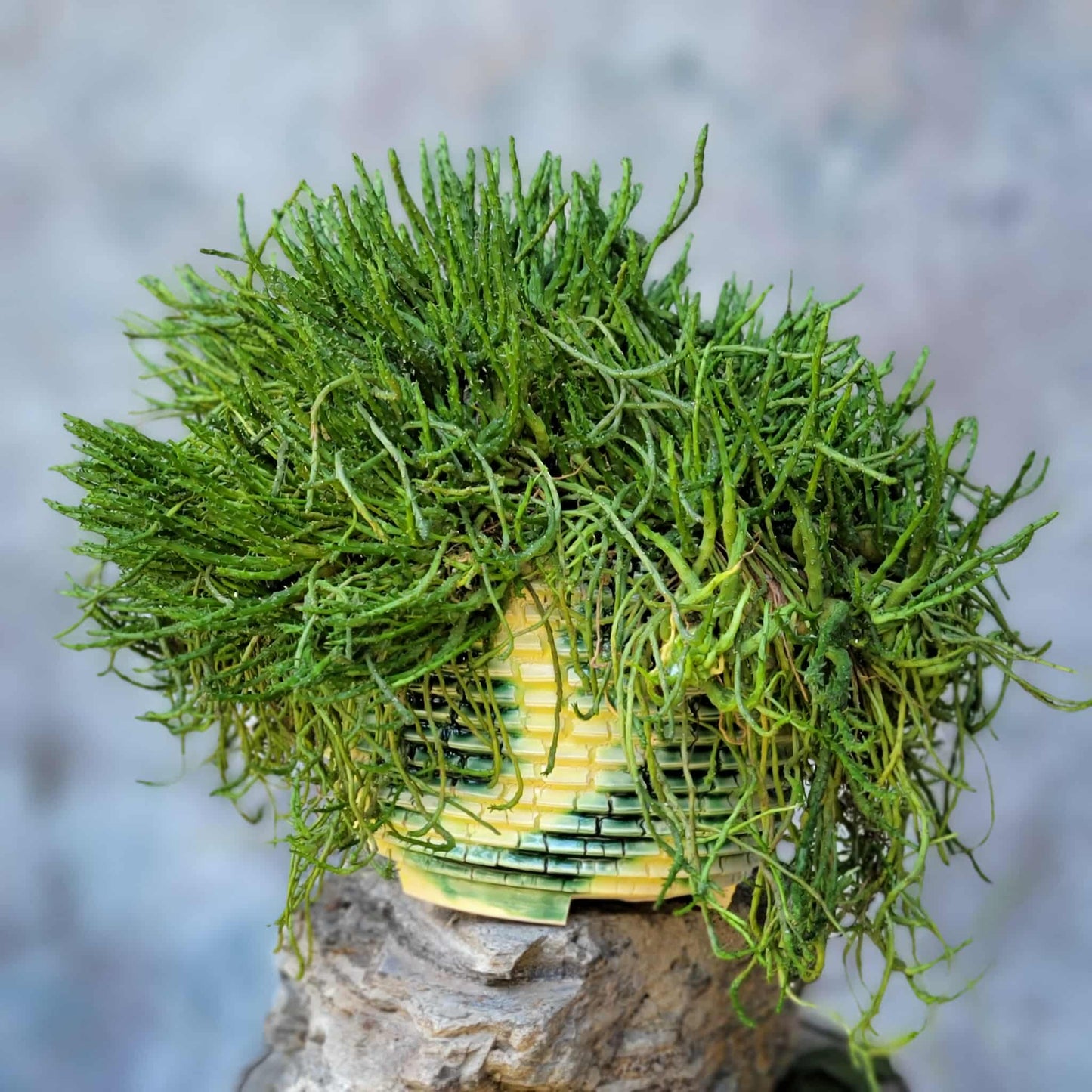 Euphorbia flanaganii - Medusa's Head