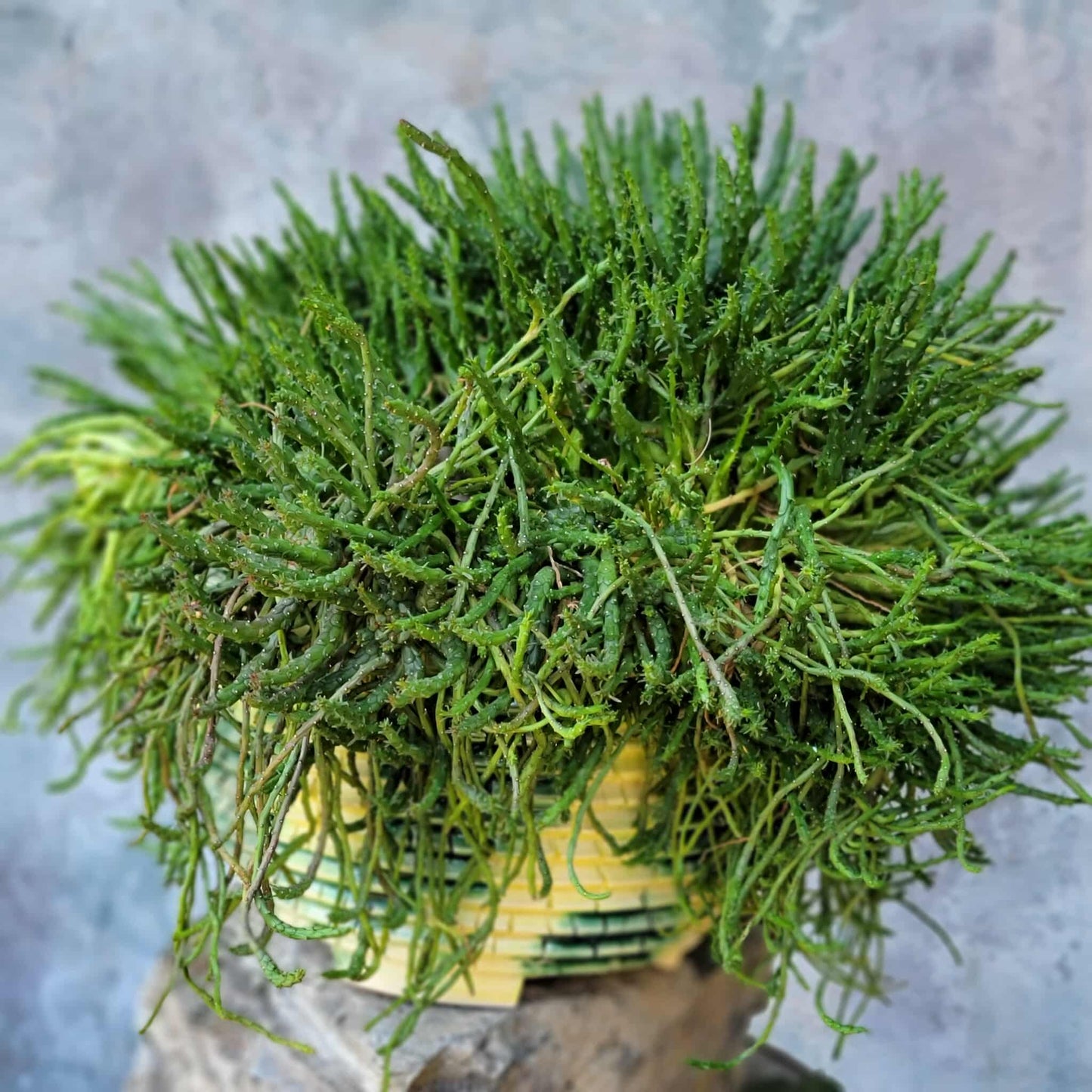 Euphorbia flanaganii - Medusa's Head