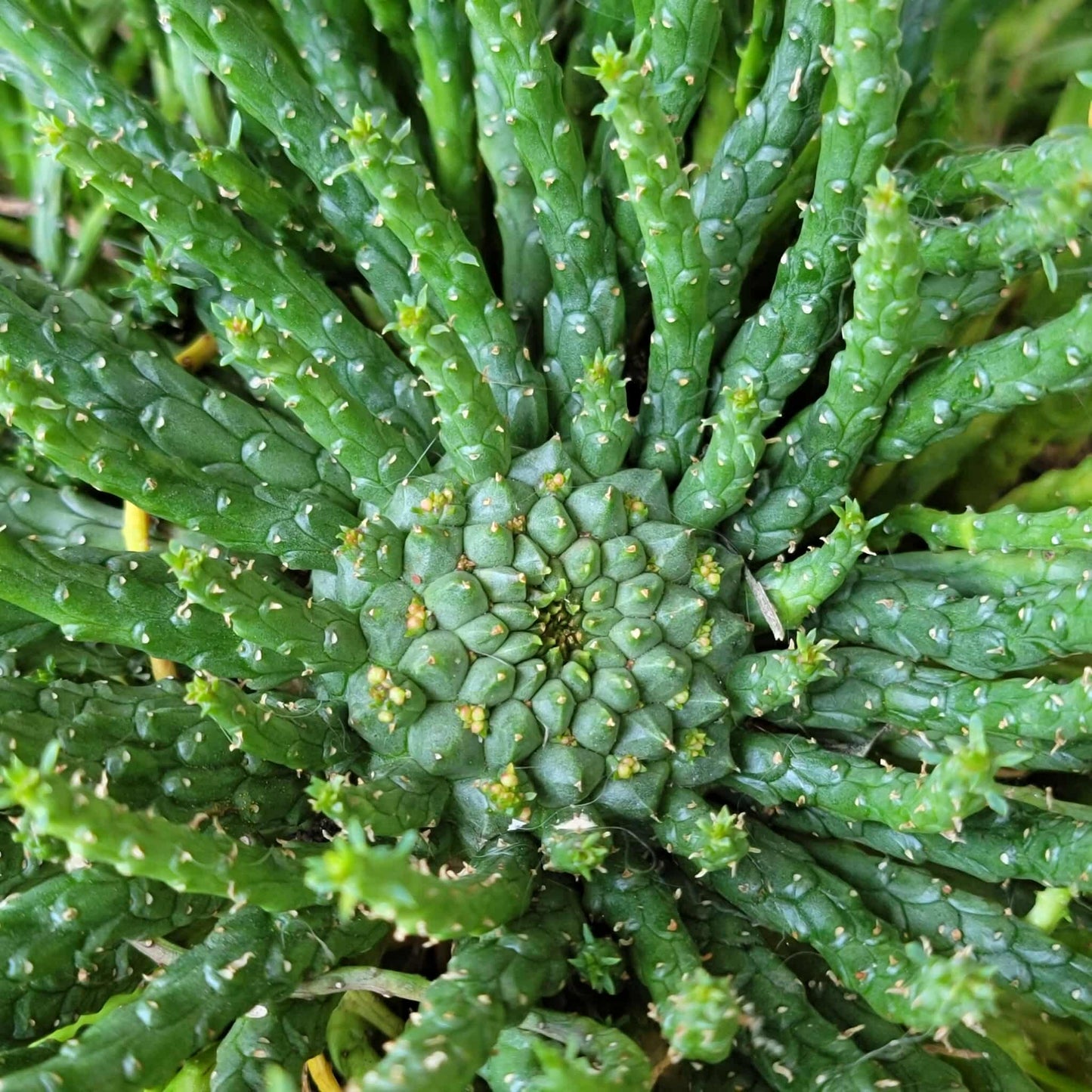 Euphorbia flanaganii - Medusa's Head