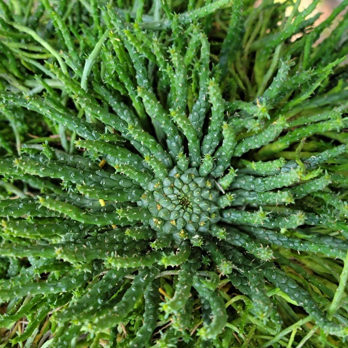 Euphorbia flanaganii - Medusa's Head