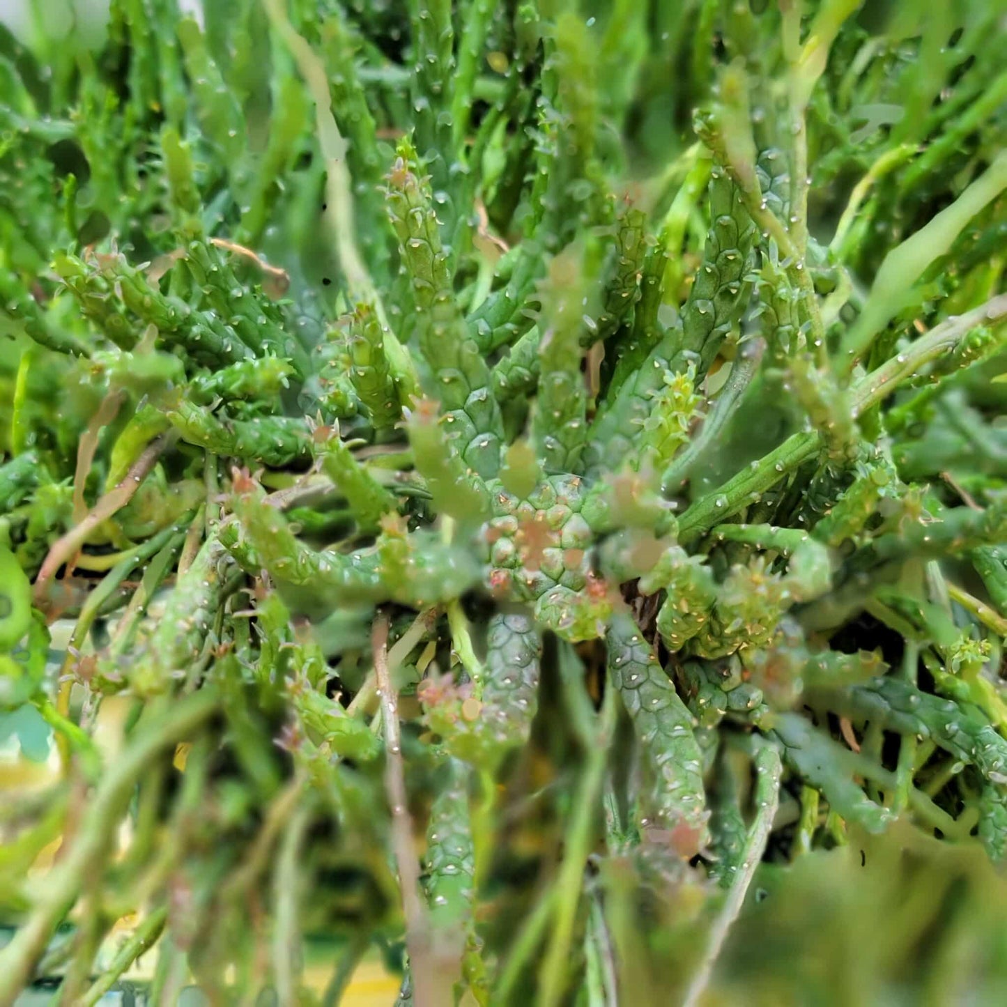 Euphorbia flanaganii - Medusa's Head