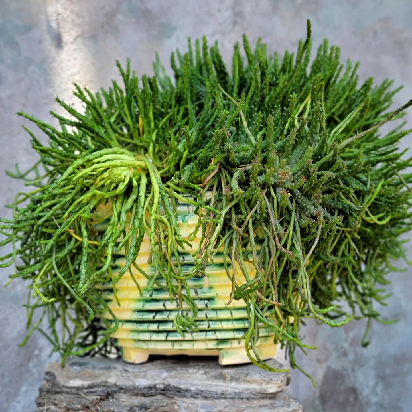 Euphorbia flanaganii - Medusa's Head