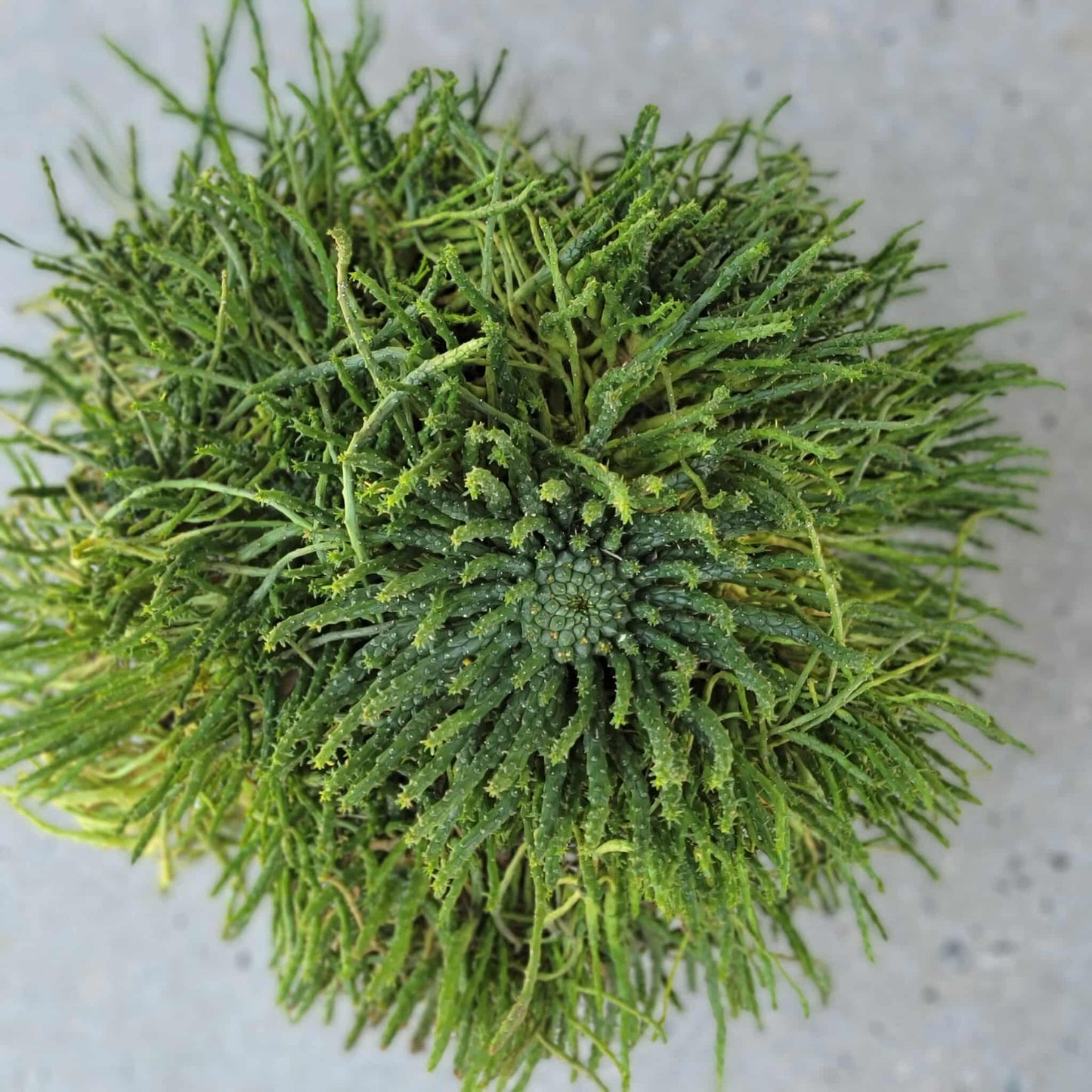 Euphorbia flanaganii - Medusa's Head