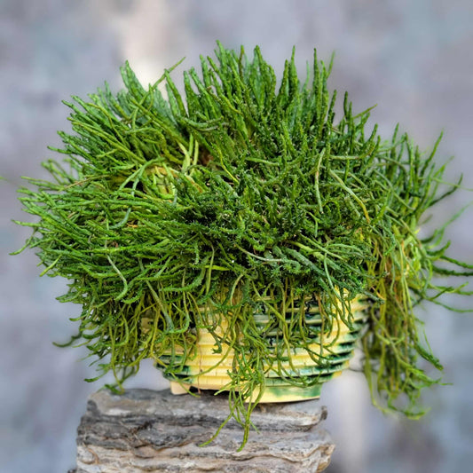 Euphorbia flanaganii - Medusa's Head