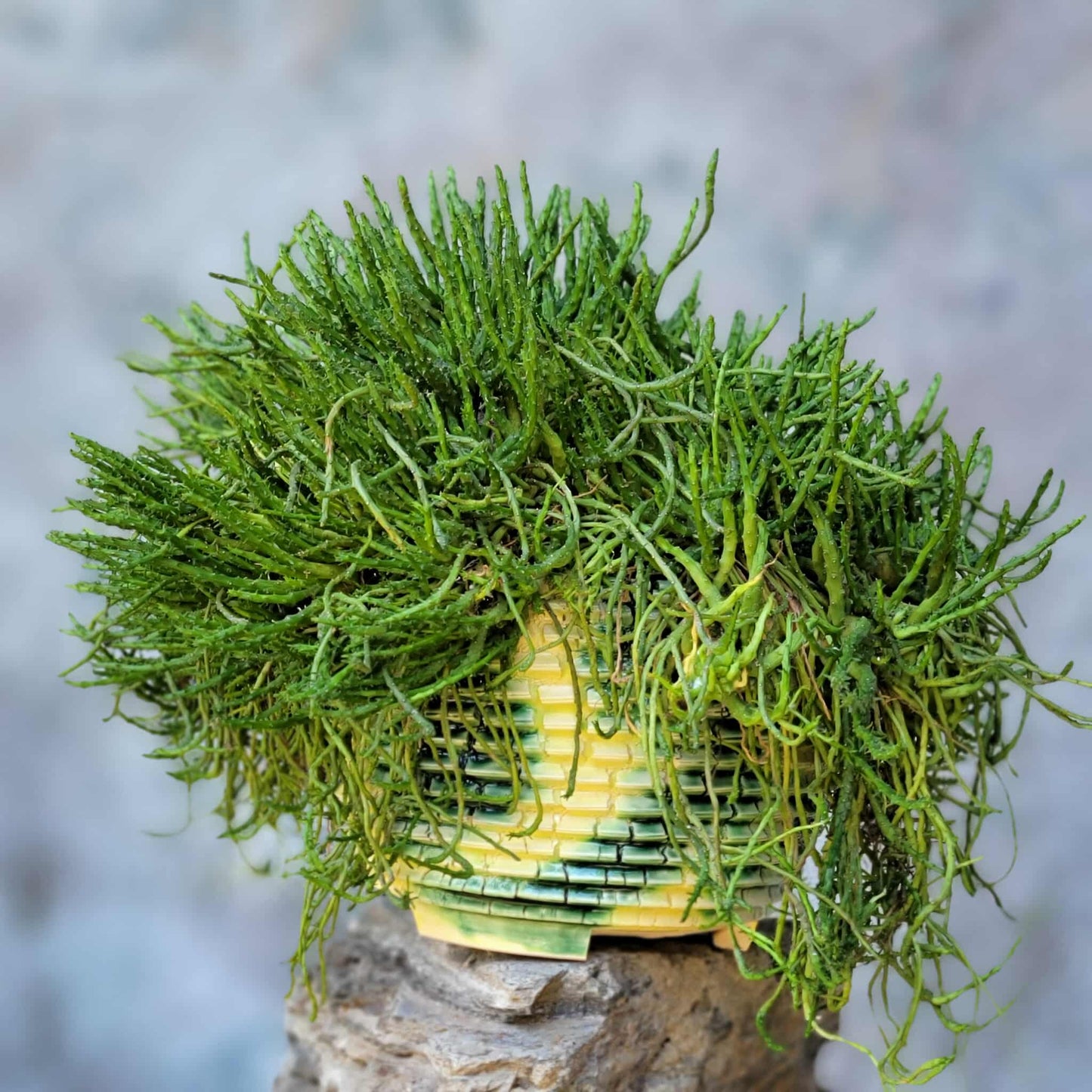 Euphorbia flanaganii - Medusa's Head