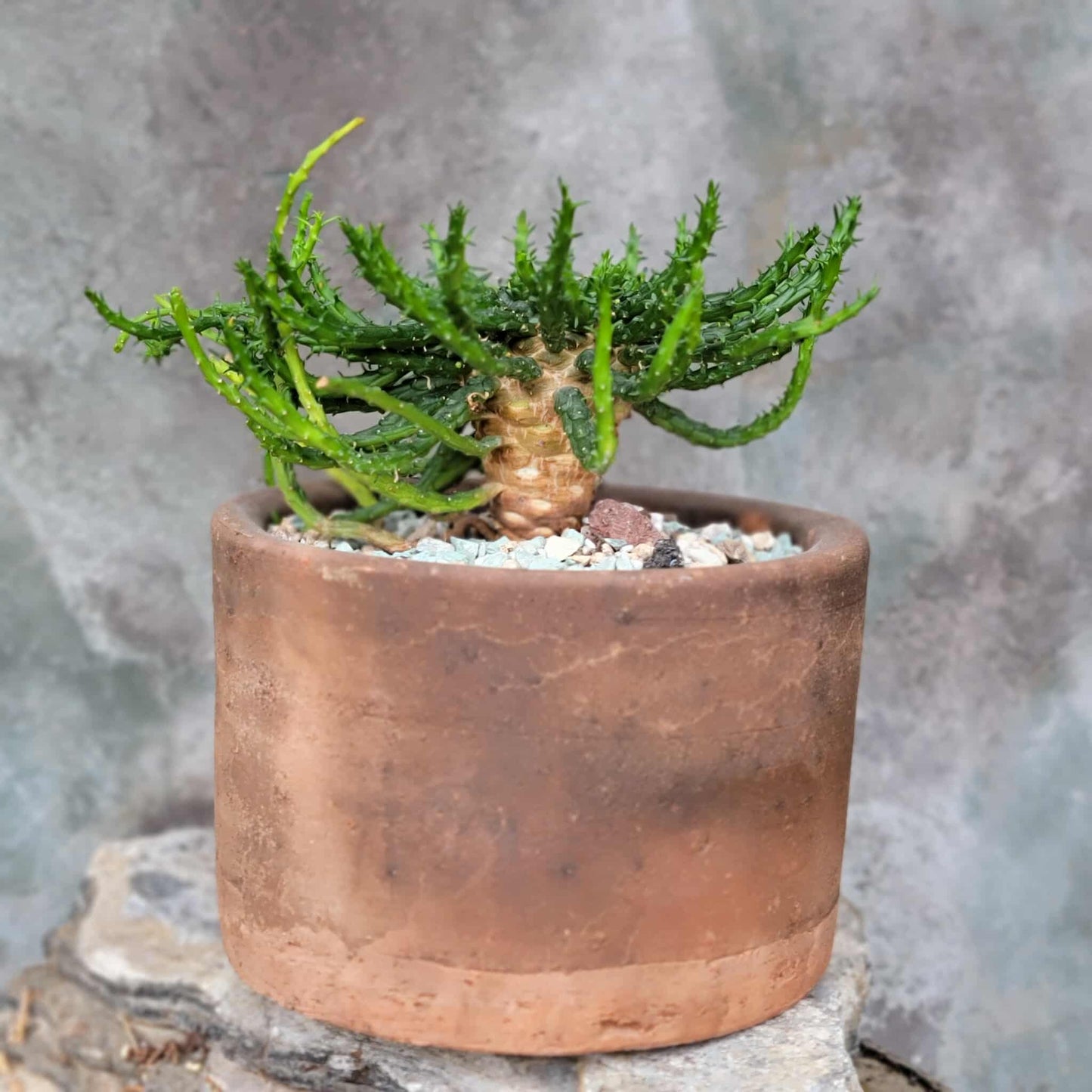 Euphorbia flanaganii - Medusa's Head