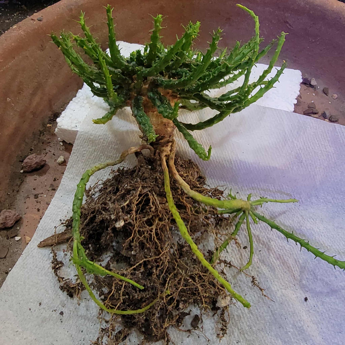 Euphorbia flanaganii - Medusa's Head