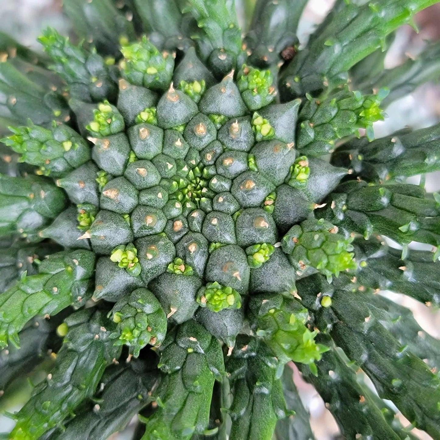 Euphorbia flanaganii - Medusa's Head