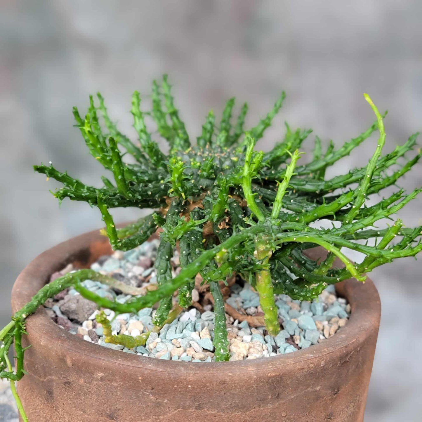 Euphorbia flanaganii - Medusa's Head