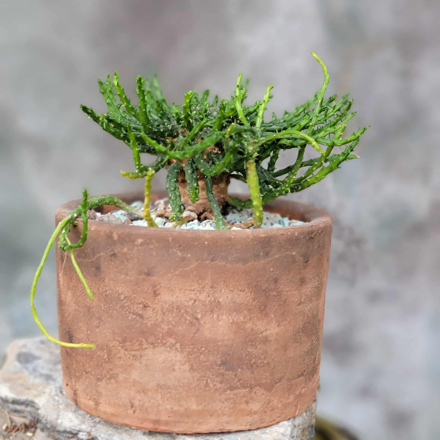 Euphorbia flanaganii - Medusa's Head