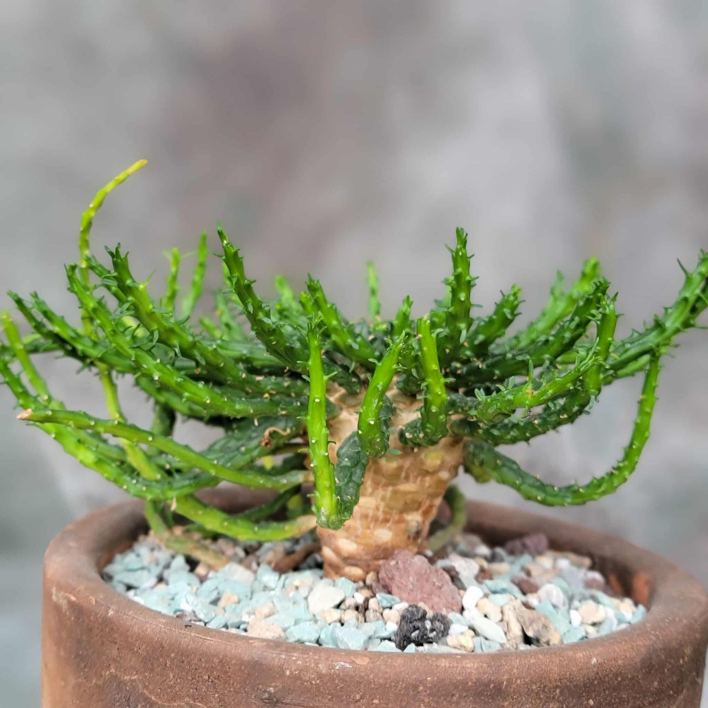 Euphorbia flanaganii - Medusa's Head