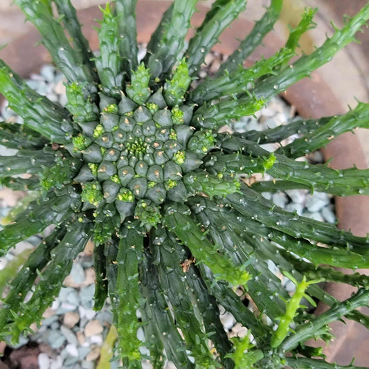 Euphorbia flanaganii - Medusa's Head