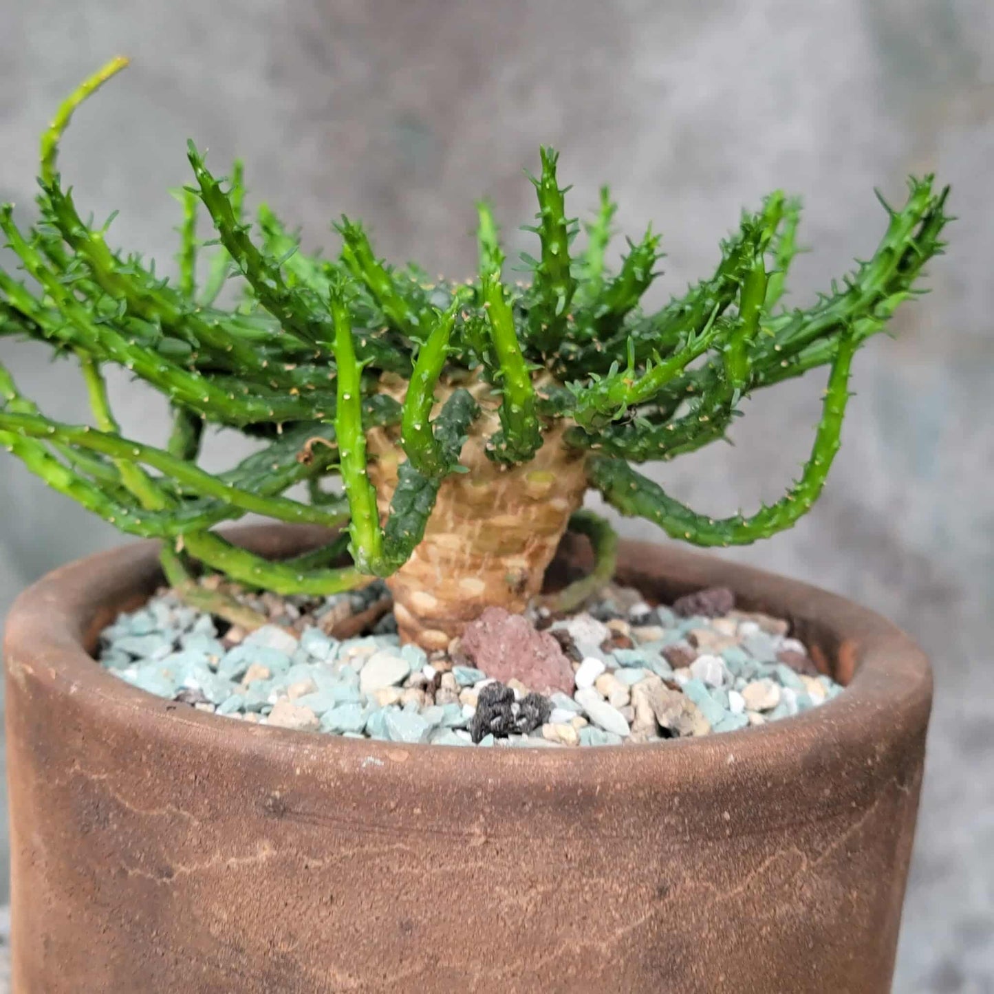 Euphorbia flanaganii - Medusa's Head