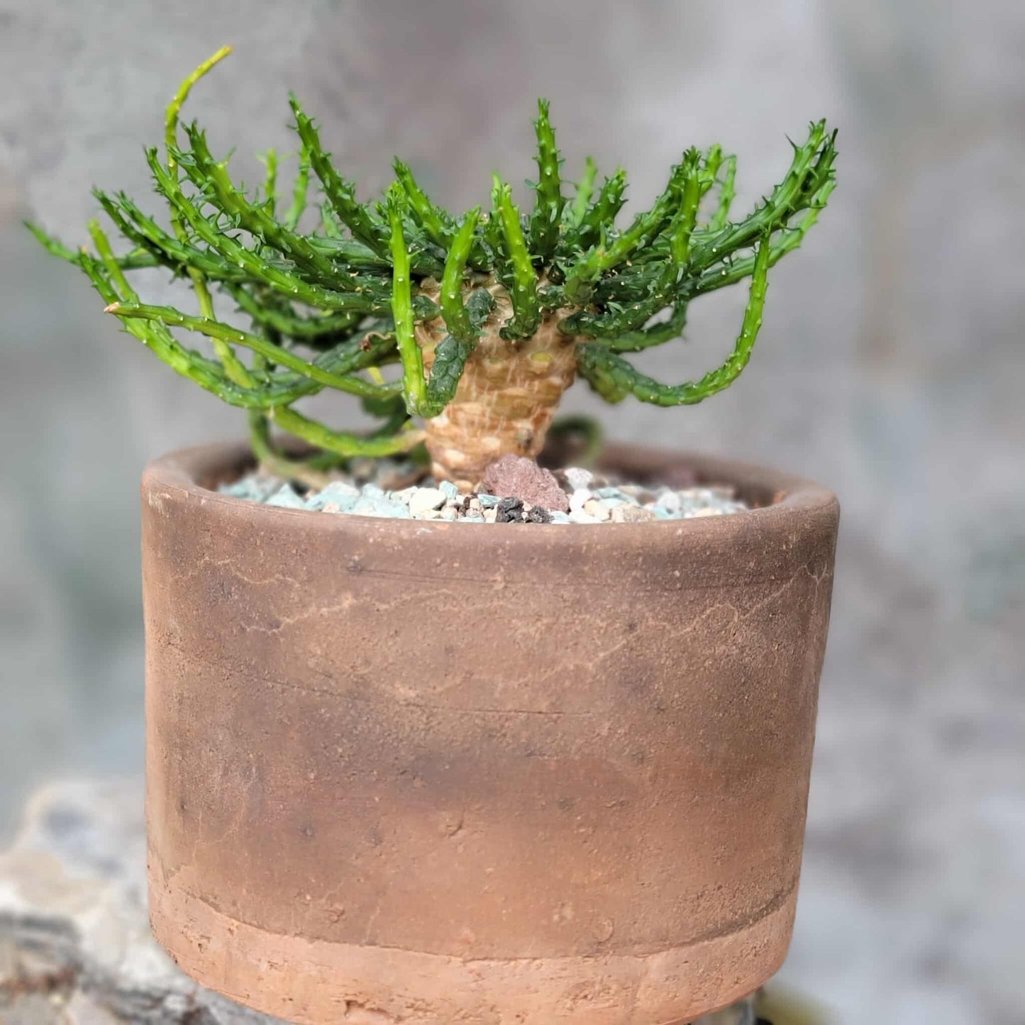 Euphorbia flanaganii - Medusa's Head
