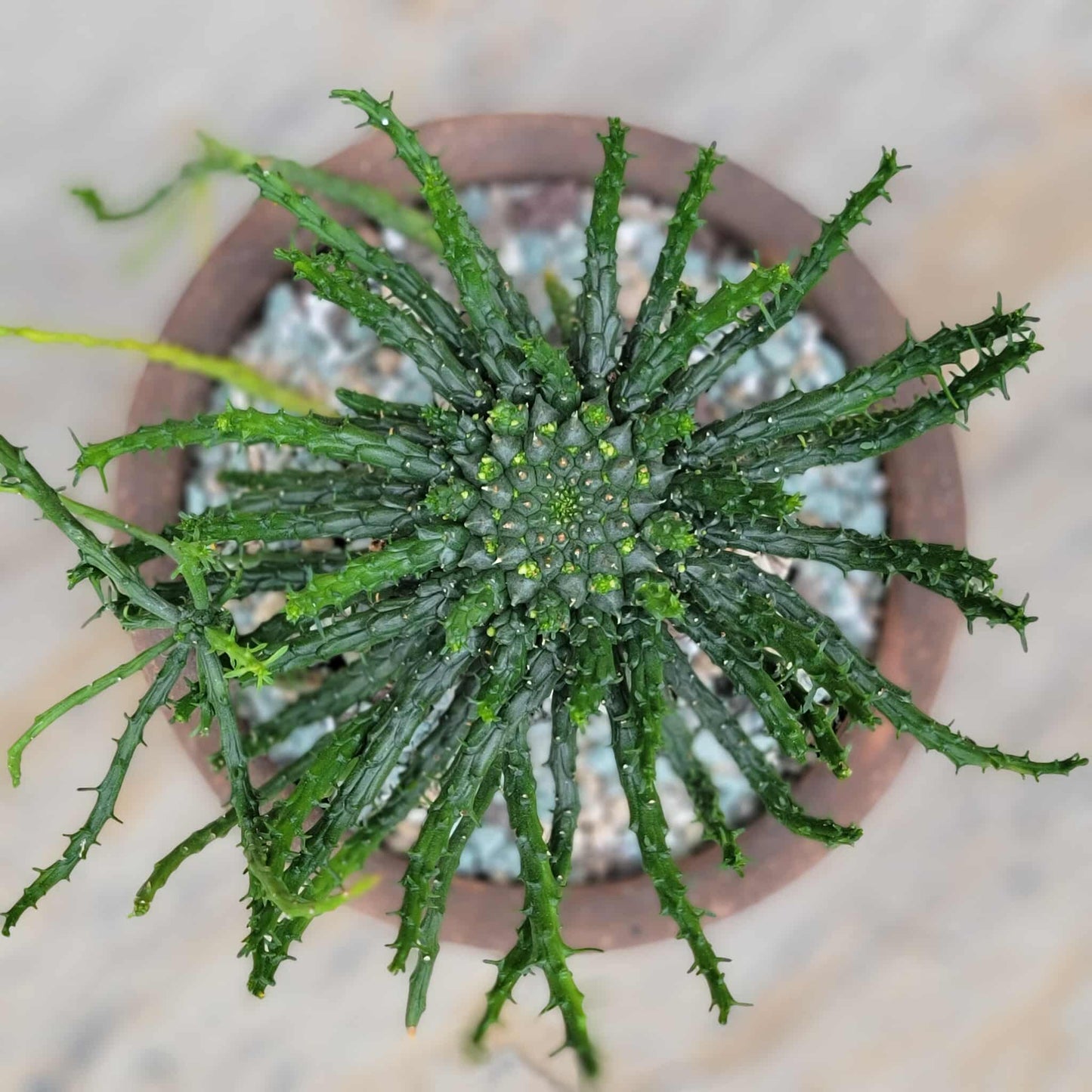 Euphorbia flanaganii - Medusa's Head