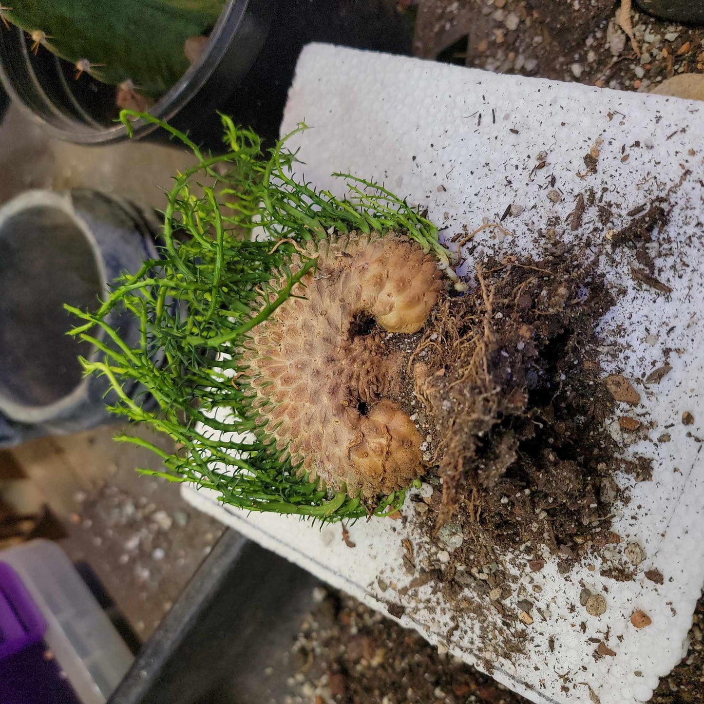 Euphorbia flanaganii cristata - Crested Medusa