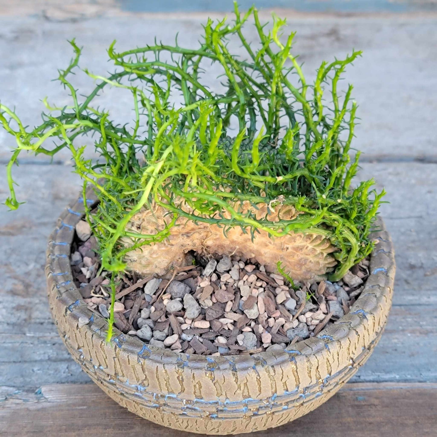 Euphorbia flanaganii cristata - Crested Medusa