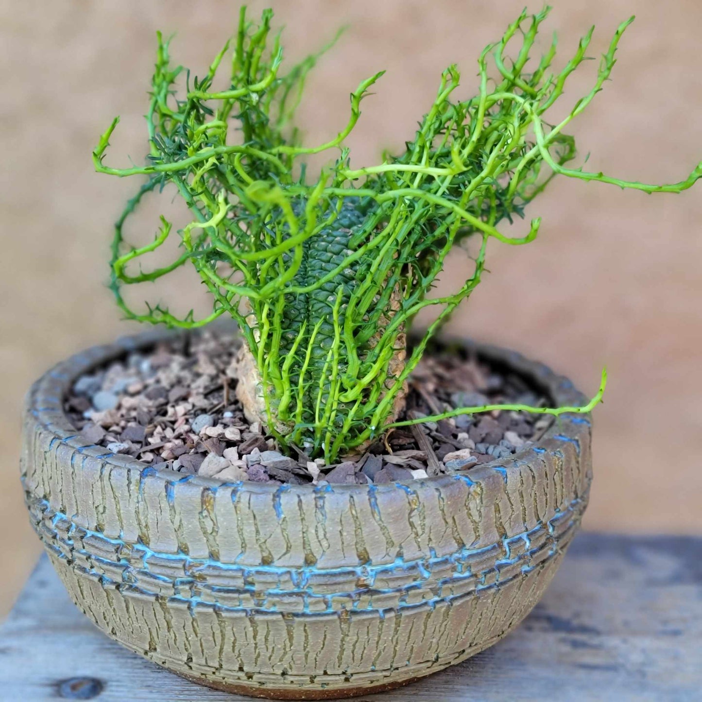 Euphorbia flanaganii cristata - Crested Medusa