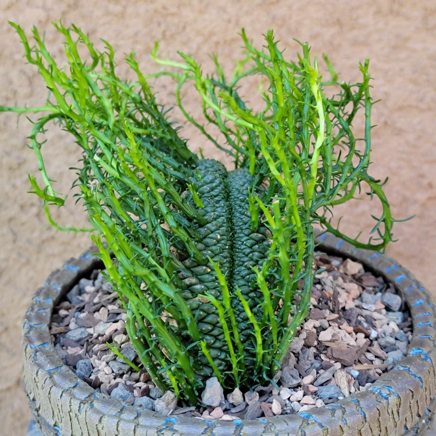 Euphorbia flanaganii cristata - Crested Medusa