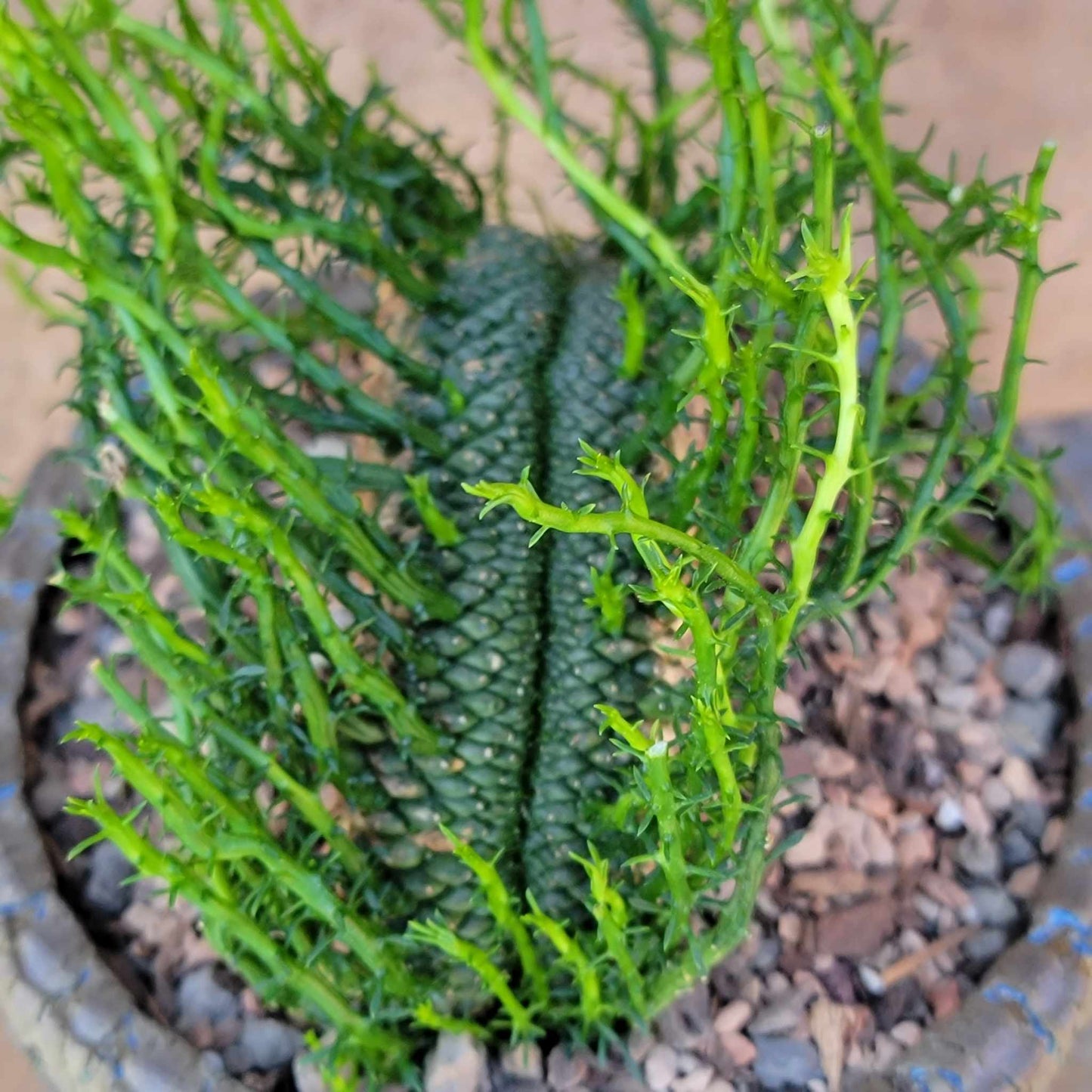 Euphorbia flanaganii cristata - Crested Medusa