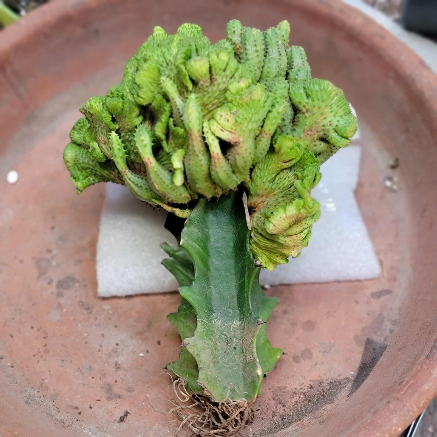 Euphorbia flanaganii f. cristata - Crested Euphorbia Medusa - BIG!