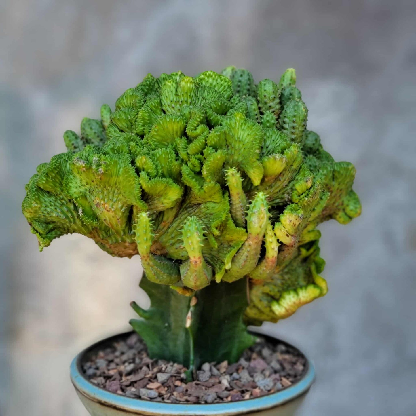 Euphorbia flanaganii f. cristata - Crested Euphorbia Medusa - BIG!