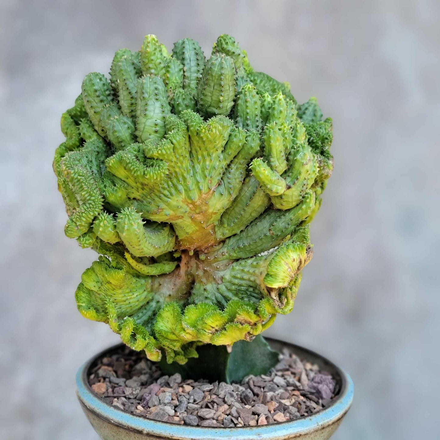 Euphorbia flanaganii f. cristata - Crested Euphorbia Medusa - BIG!