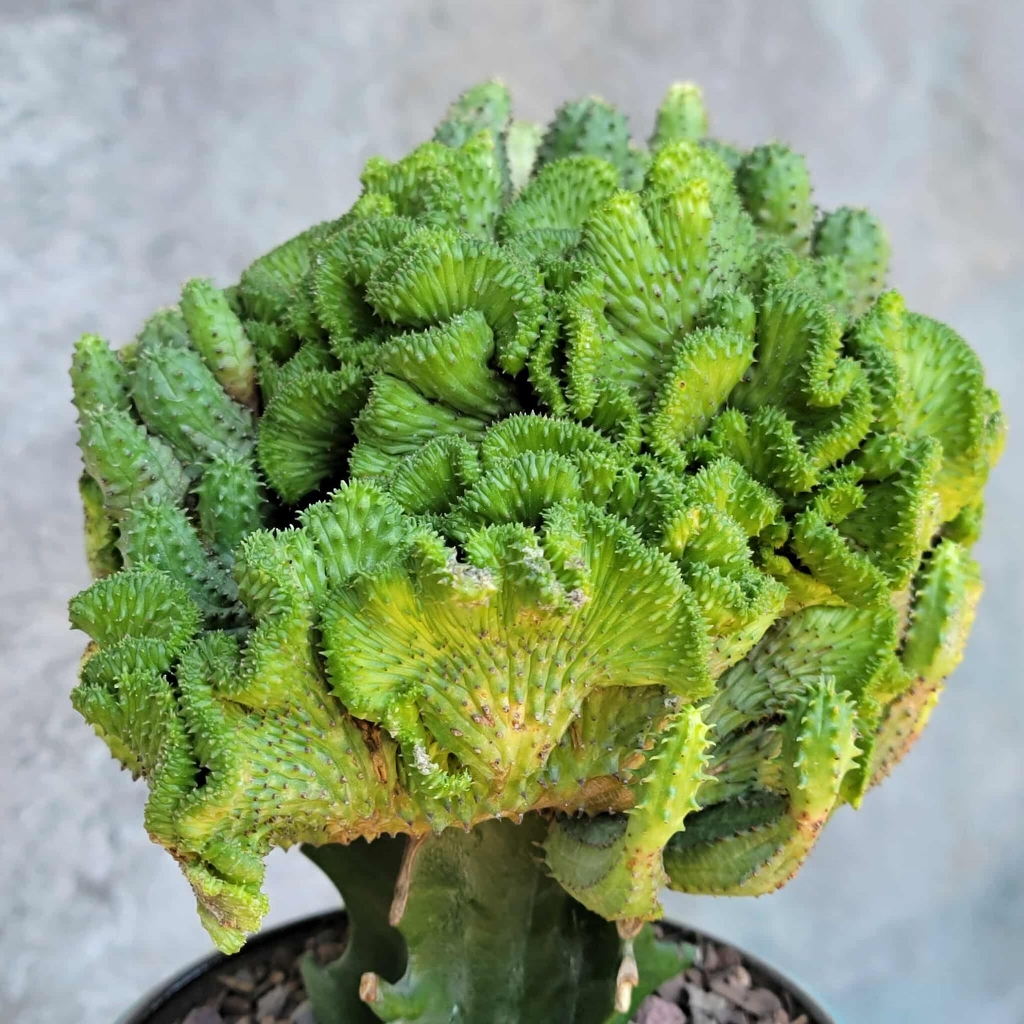 Euphorbia flanaganii f. cristata - Crested Euphorbia Medusa - BIG!