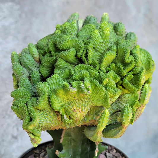 Euphorbia flanaganii f. cristata - Crested Euphorbia Medusa - BIG!