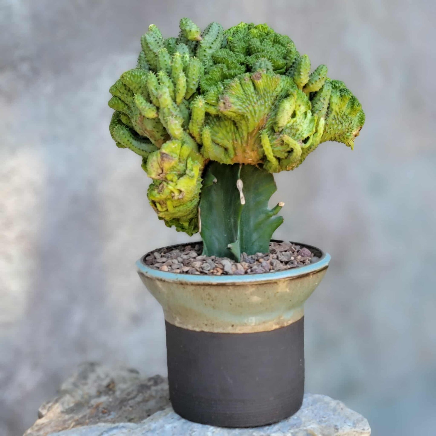 Euphorbia flanaganii f. cristata - Crested Euphorbia Medusa - BIG!