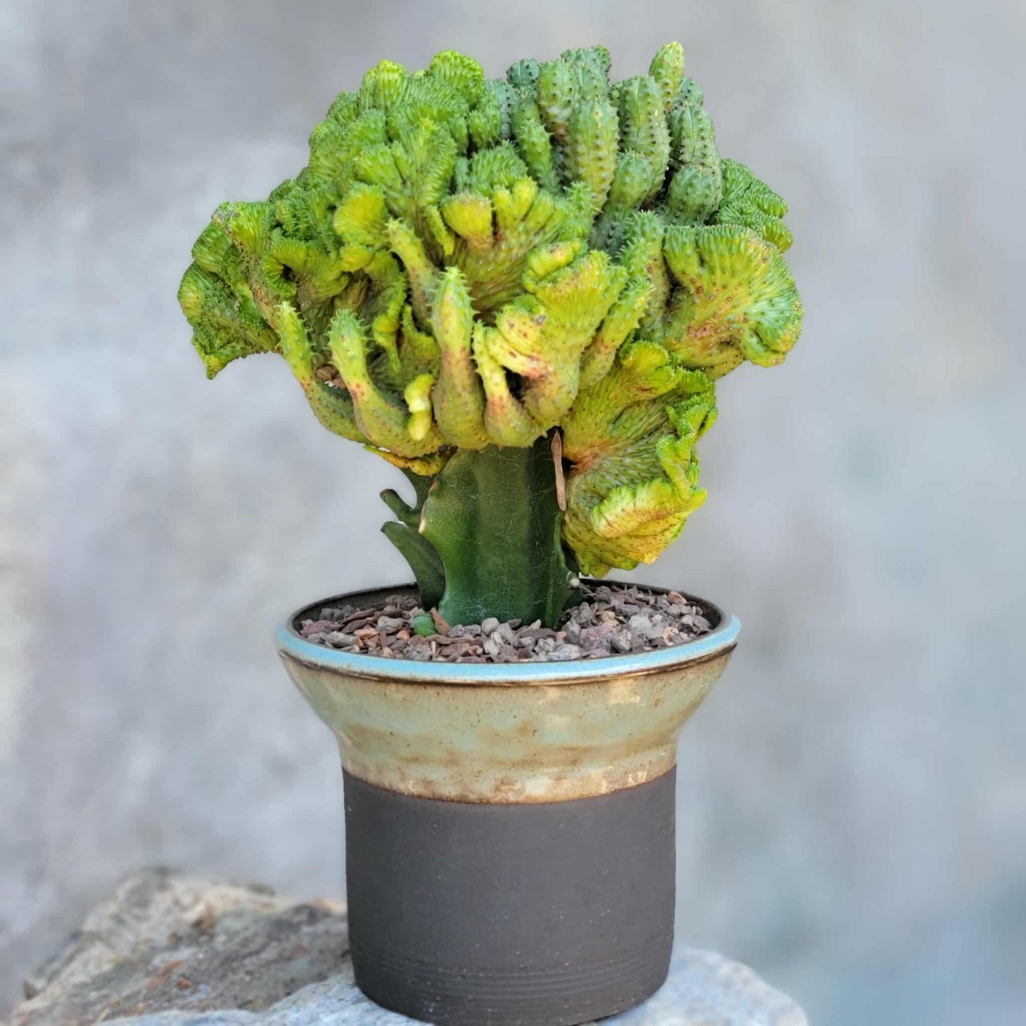 Euphorbia flanaganii f. cristata - Crested Euphorbia Medusa - BIG!