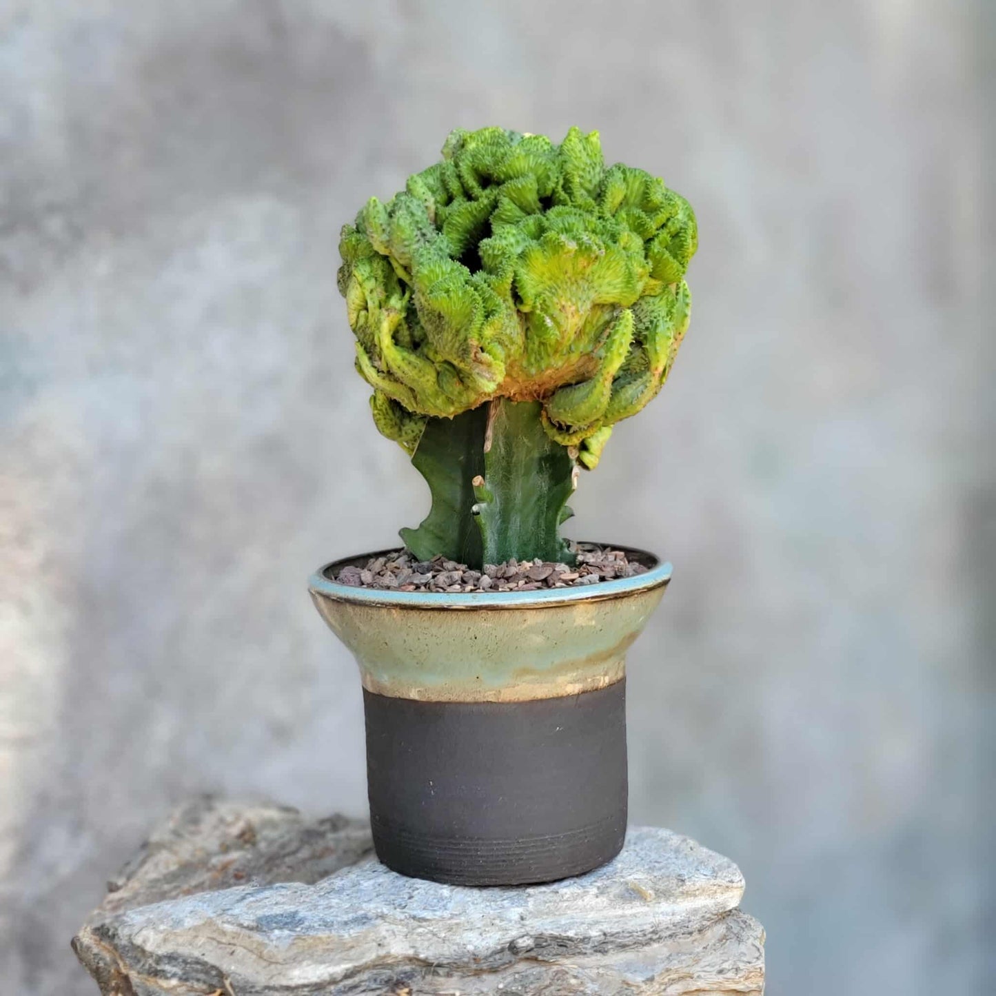 Euphorbia flanaganii f. cristata - Crested Euphorbia Medusa - BIG!