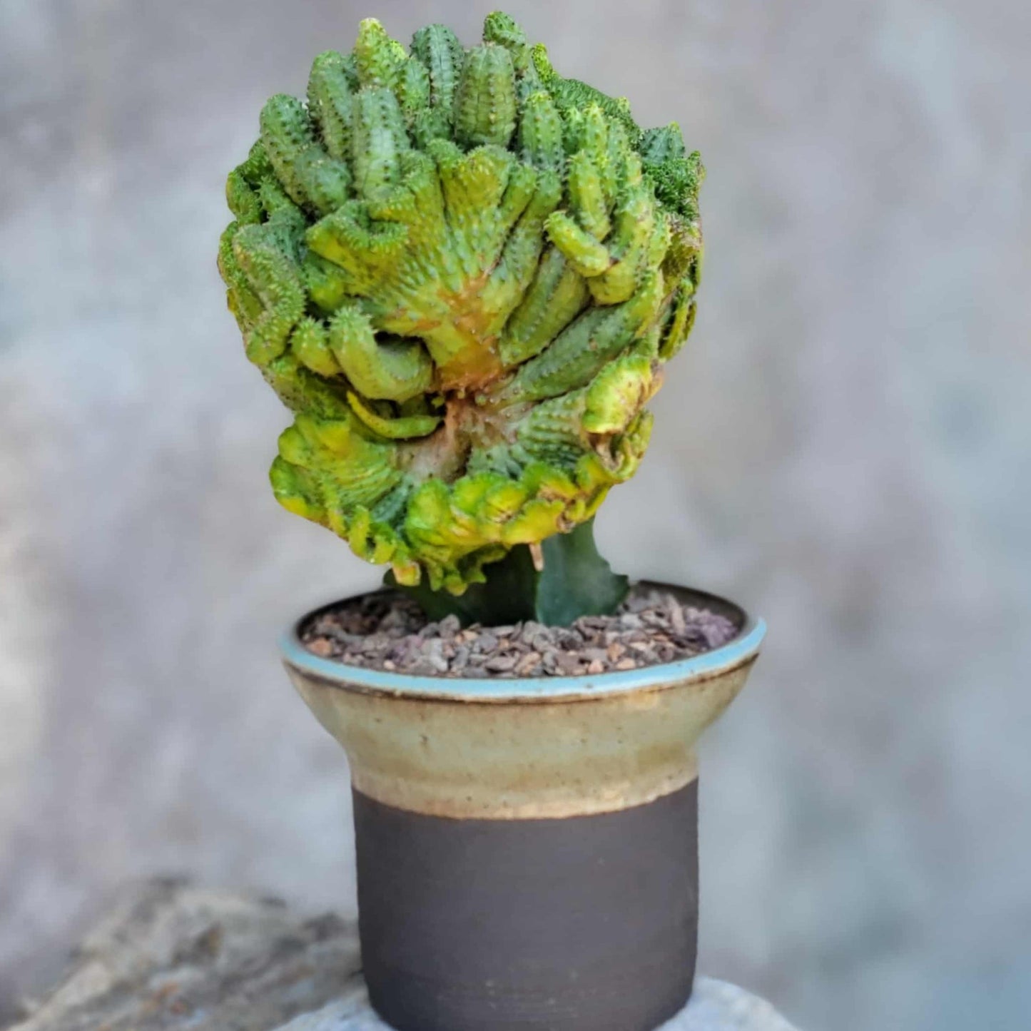 Euphorbia flanaganii f. cristata - Crested Euphorbia Medusa - BIG!