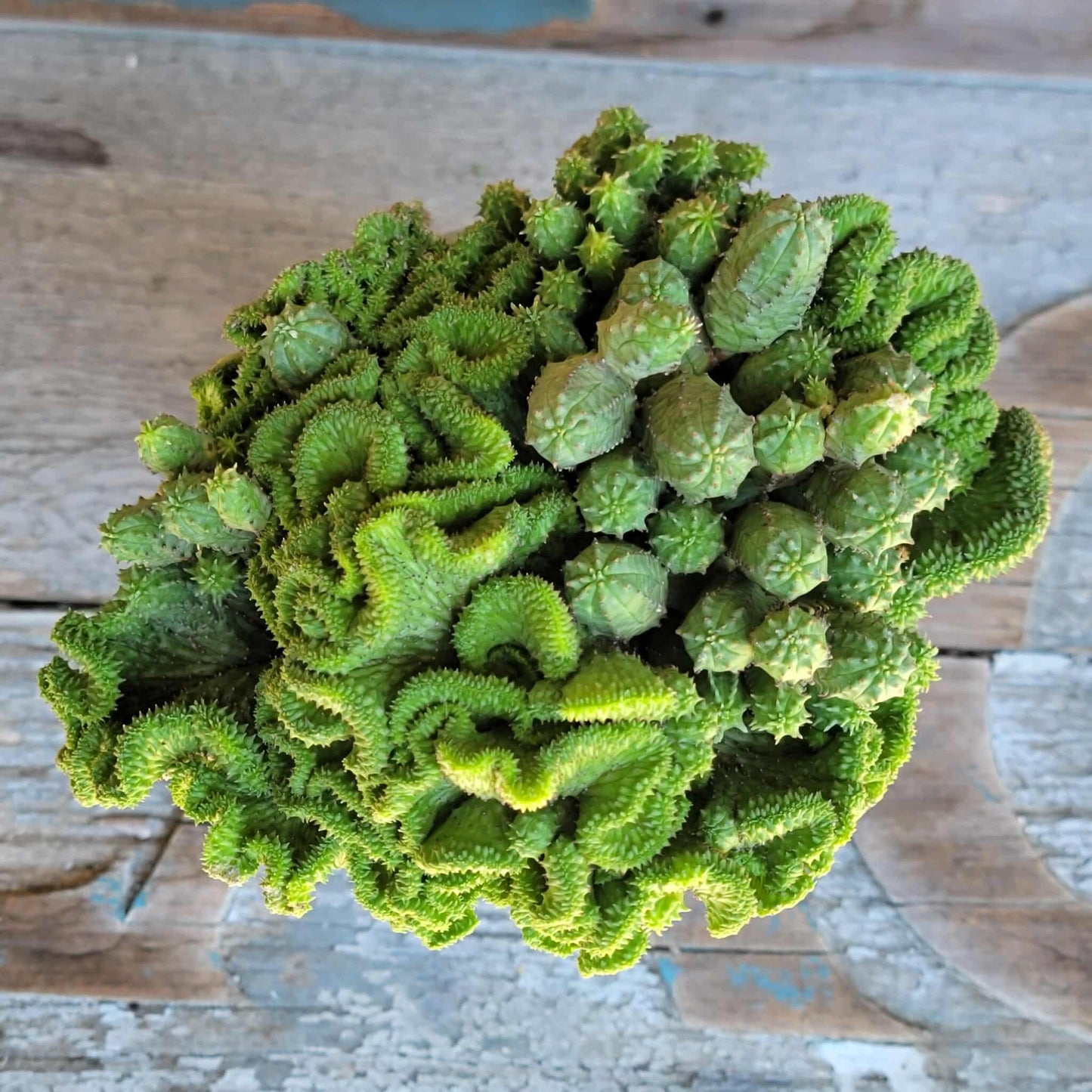 Euphorbia flanaganii f. cristata - Crested Euphorbia Medusa - BIG!