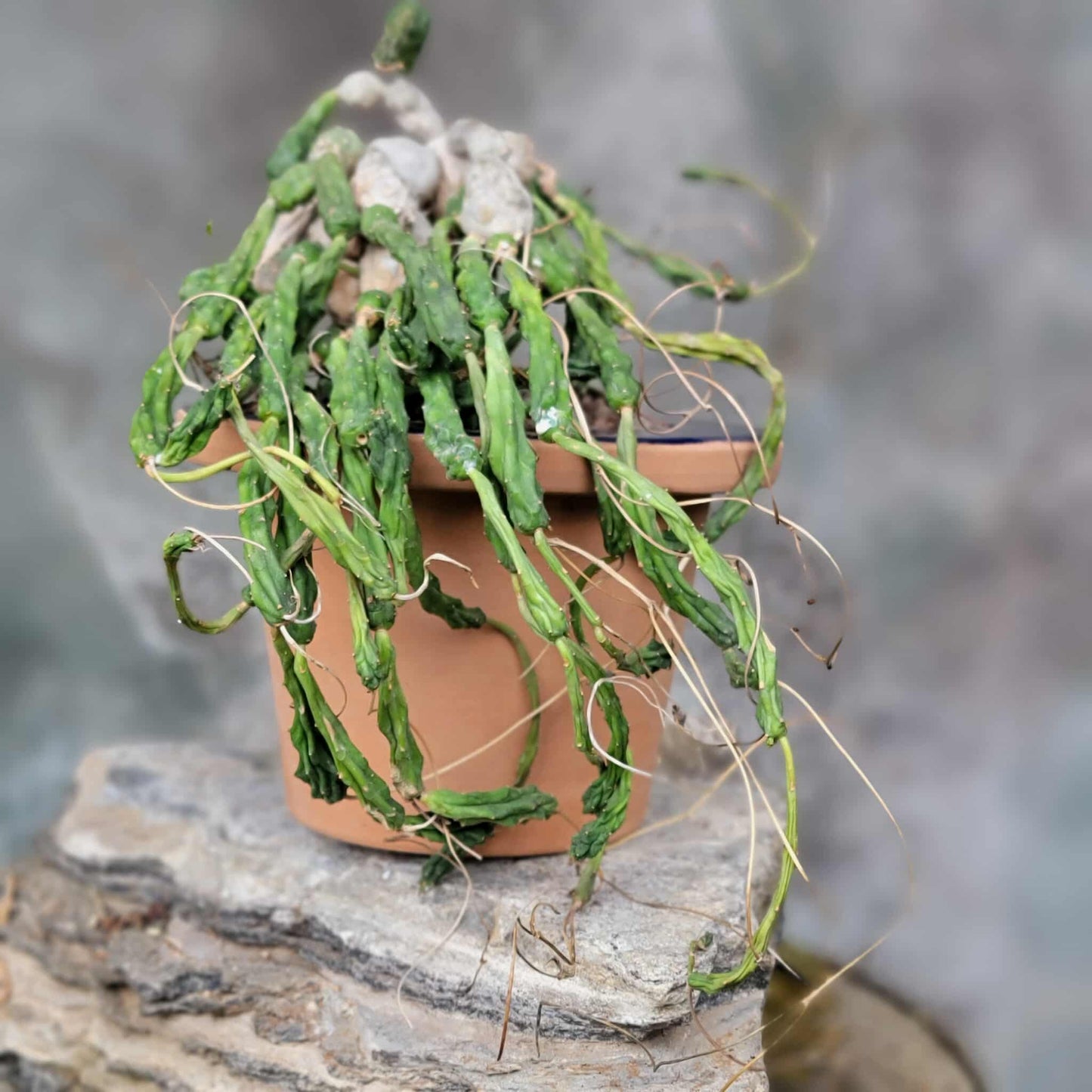 Euphorbia globosa