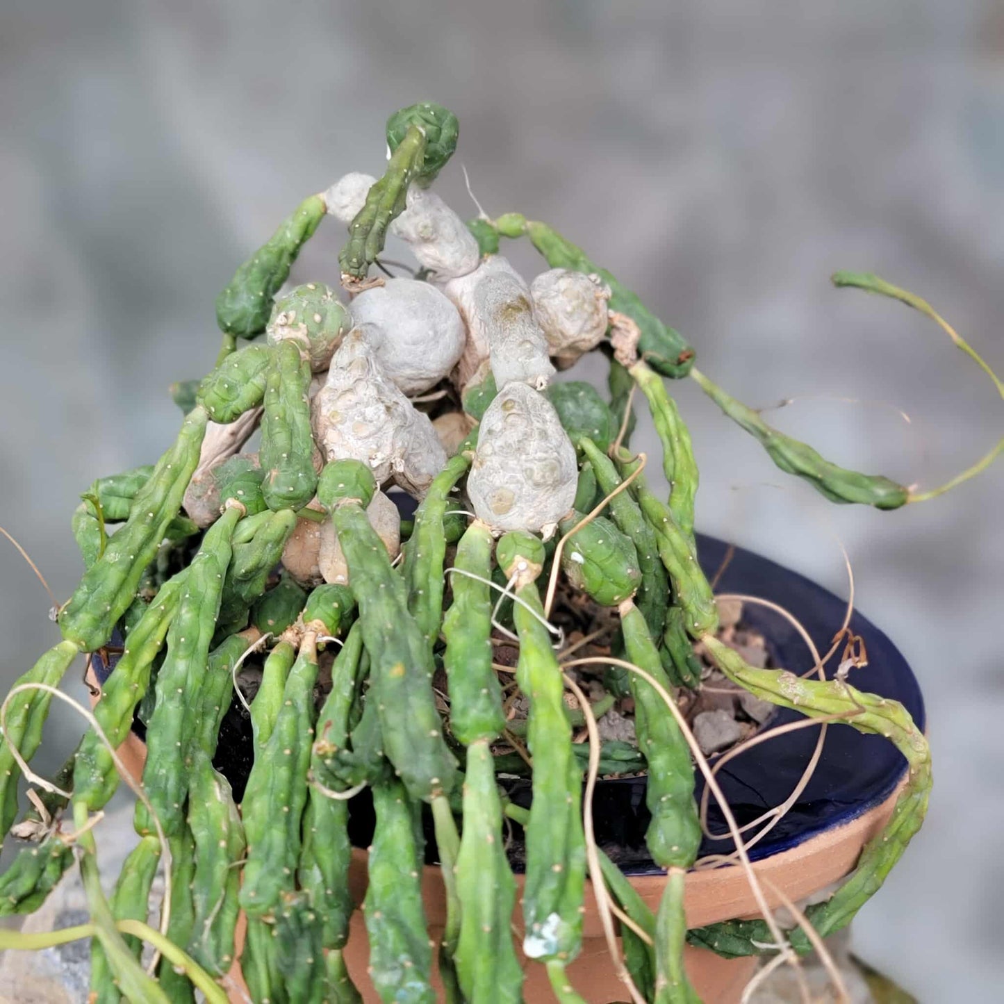 Euphorbia globosa