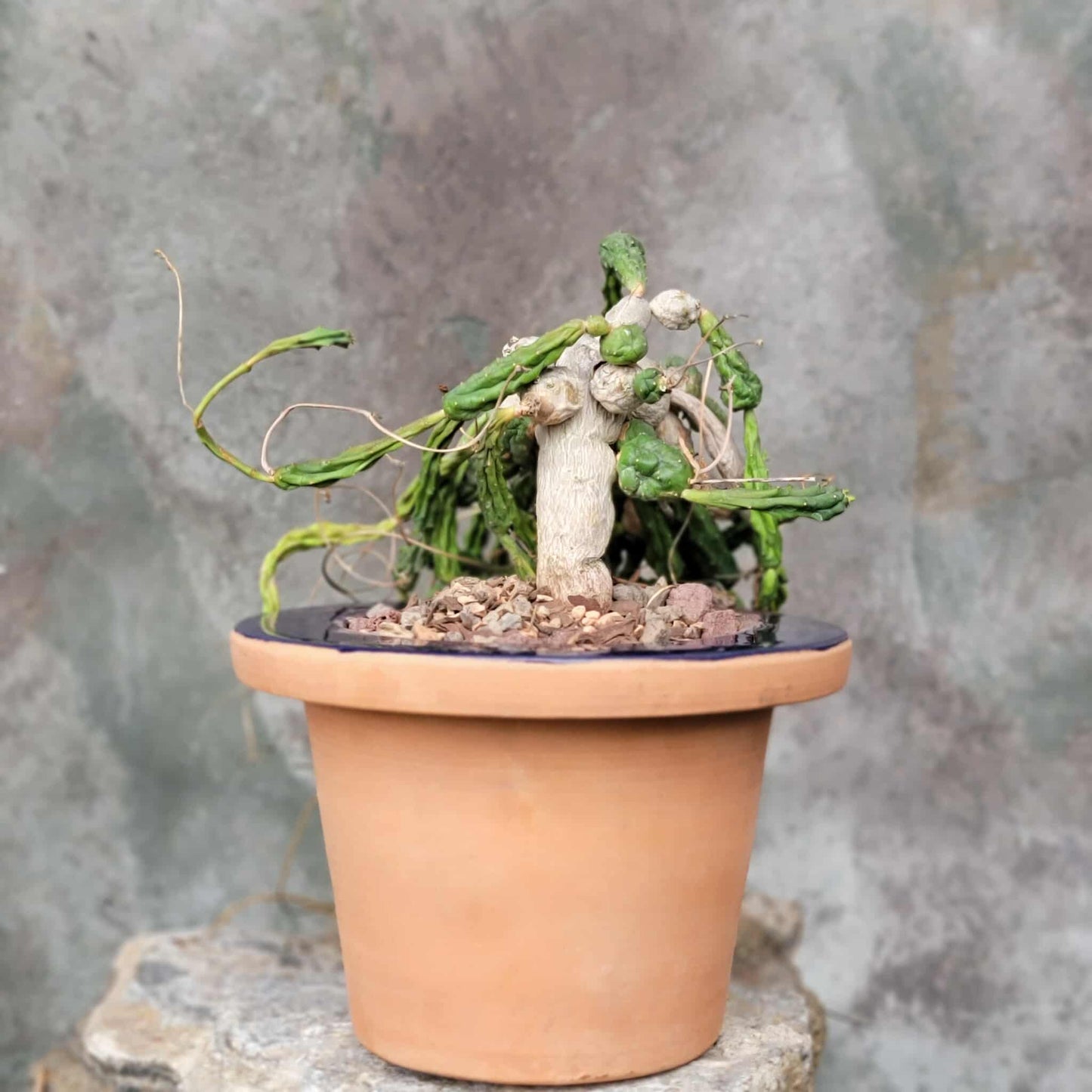 Euphorbia globosa
