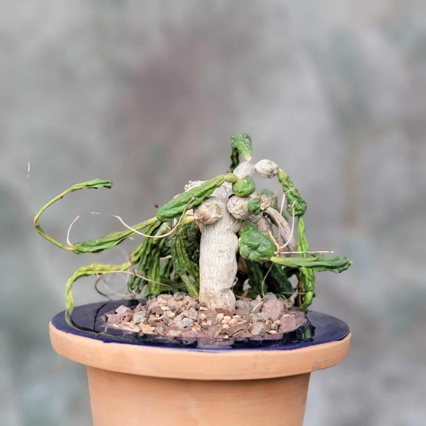 Euphorbia globosa