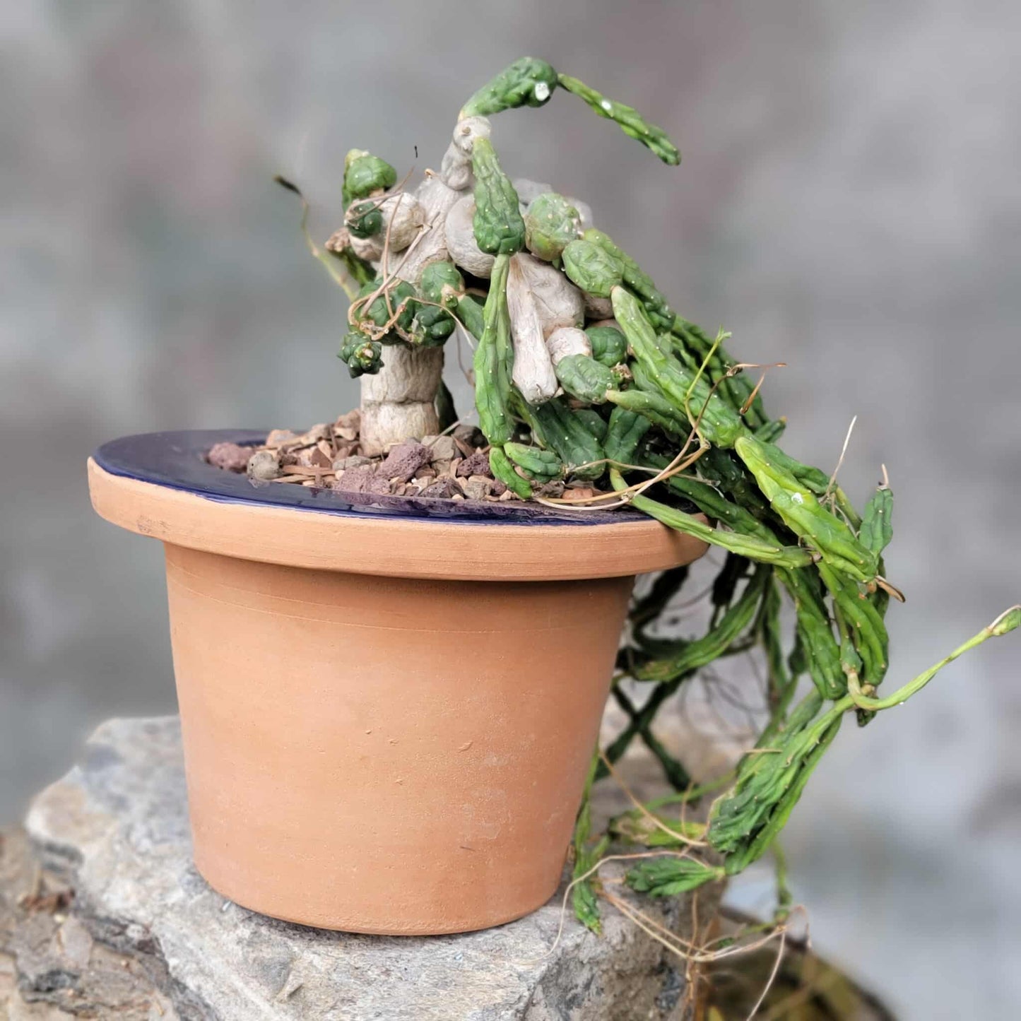 Euphorbia globosa