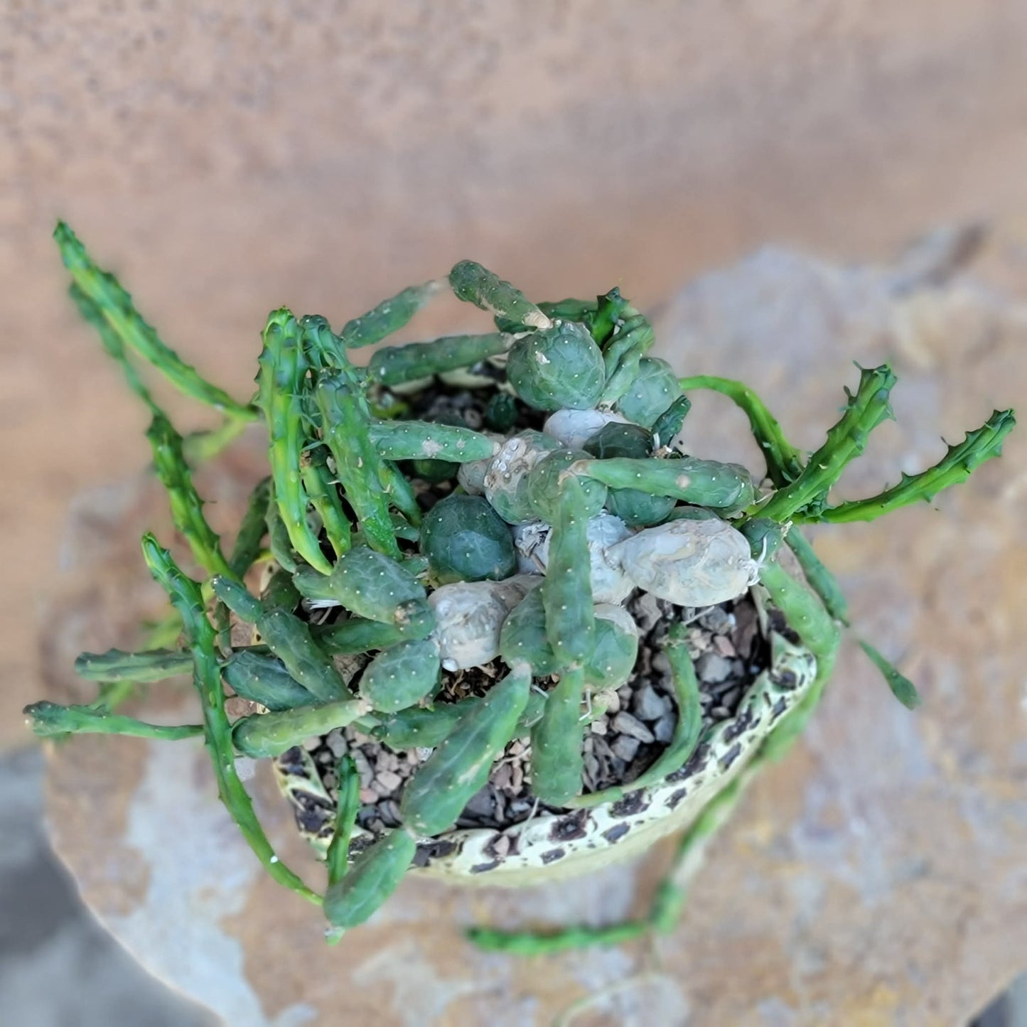 Euphorbia globosa