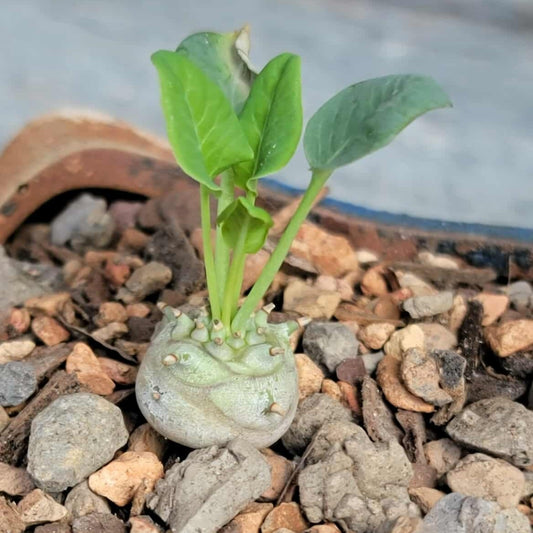 Euphorbia globulicaulis - Very Rare